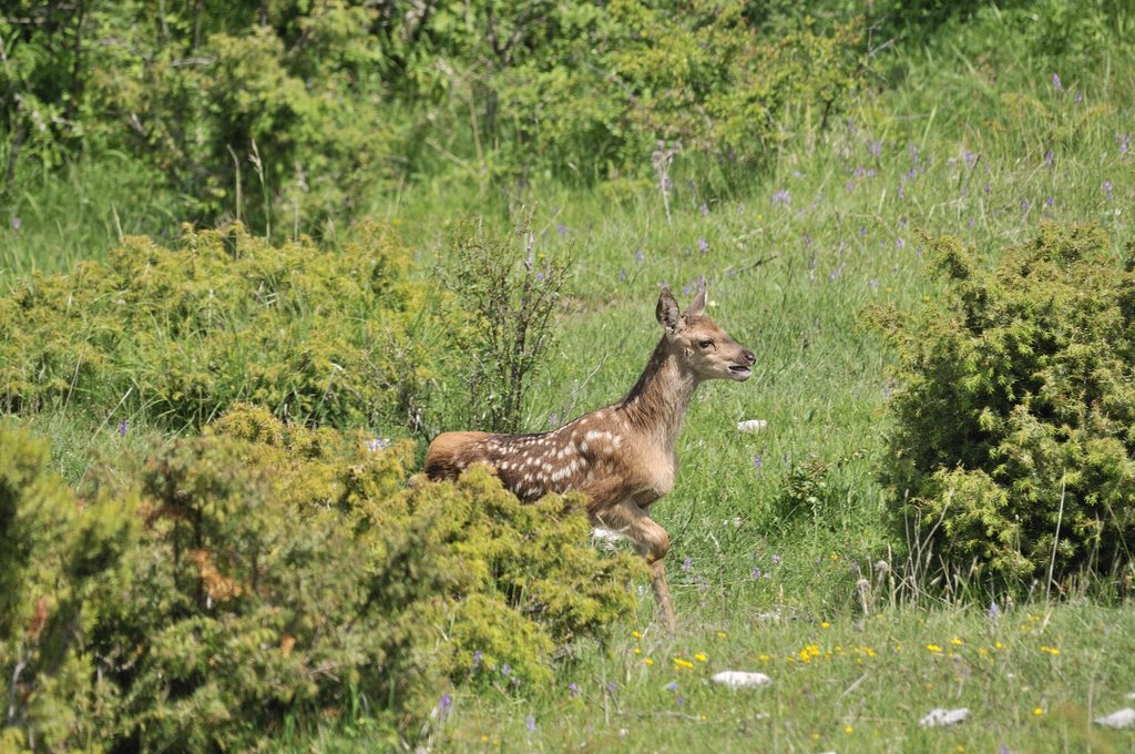 Cuccioli  (fotoracconto)